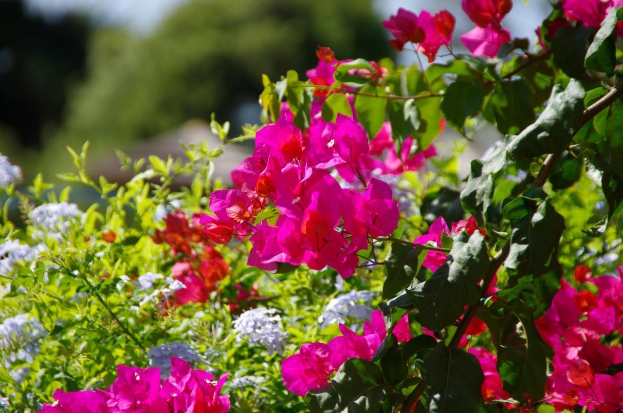 Holidays Albufeira - Ferias De Sonho ภายนอก รูปภาพ